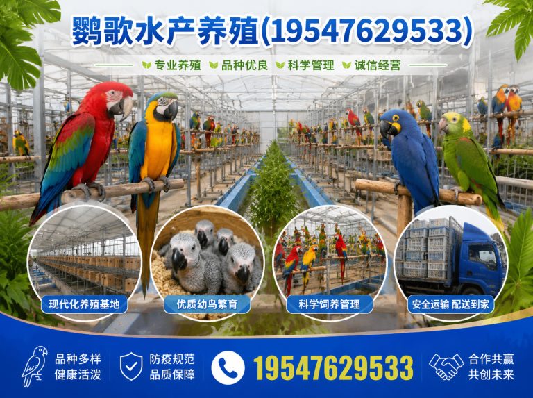 温江区非洲灰鹦鹉展示图