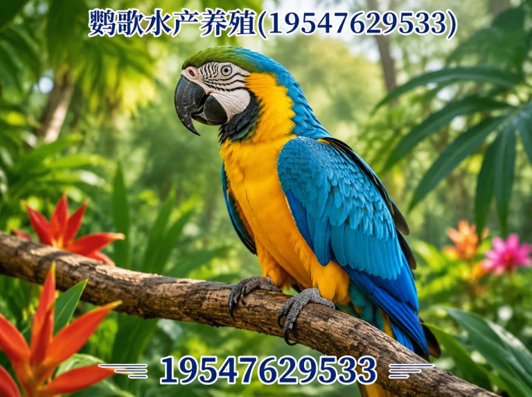 温江区鹦鹉养殖公司展示图