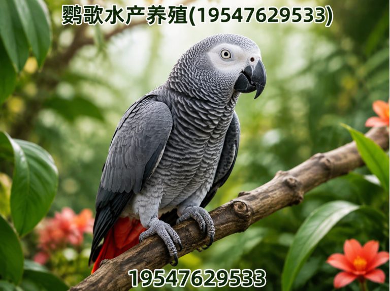 温江区金刚鹦鹉展示图